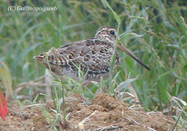 Pintail Snipe