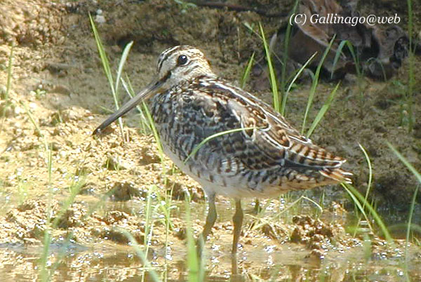 Pintail Snipe