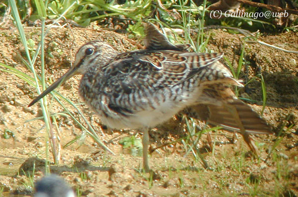 Pintail Snipe