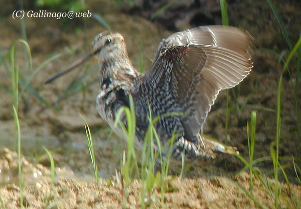 Pintail Snipe