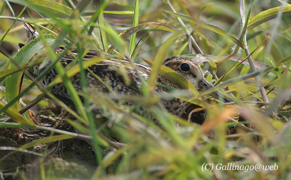 Pintail Snipe