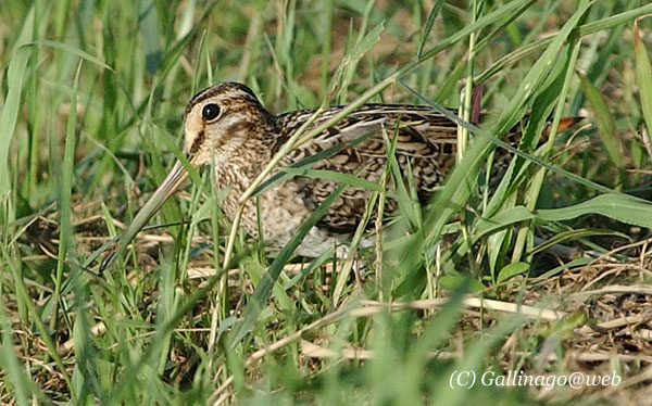 Pintail Snipe