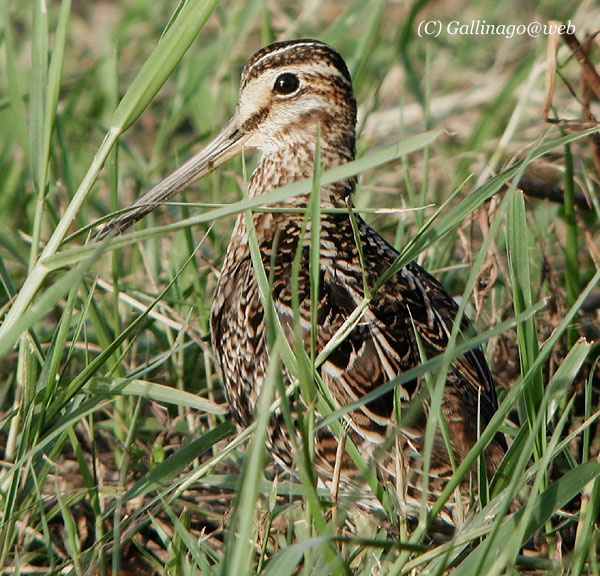 Pintail Snipe