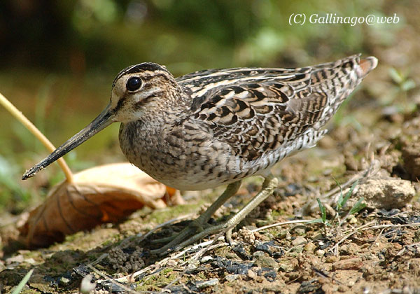 Pintail Snipe