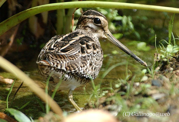 Pintail Snipe