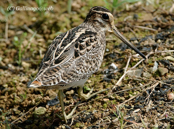 Pintail Snipe