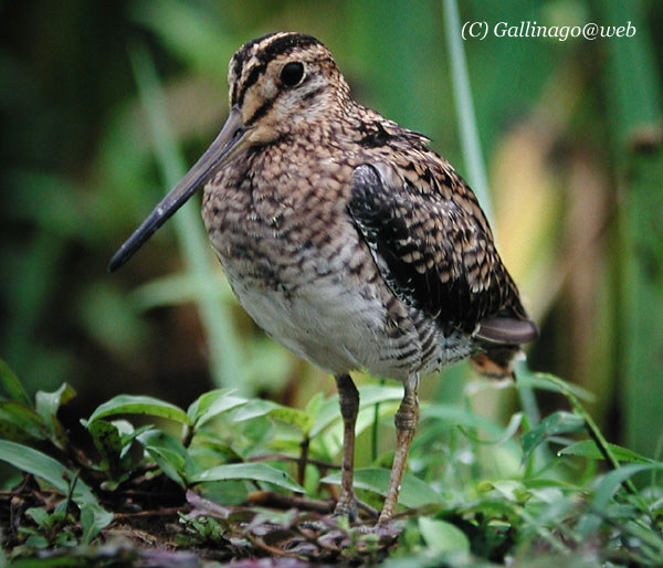 Pintail Snipe