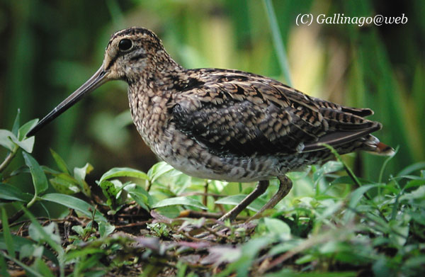 Pintail Snipe