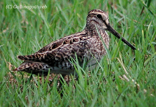 Pintail Snipe