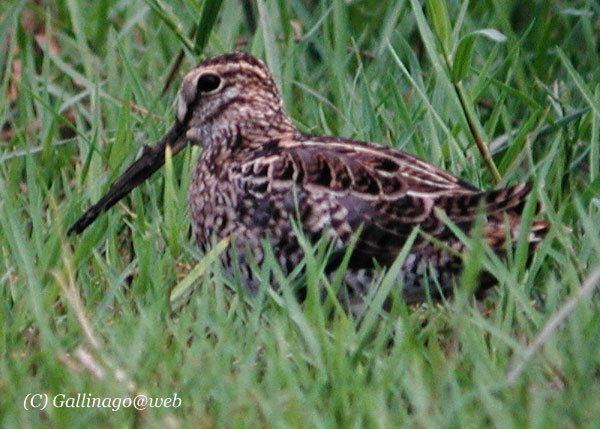 Pintail Snipe