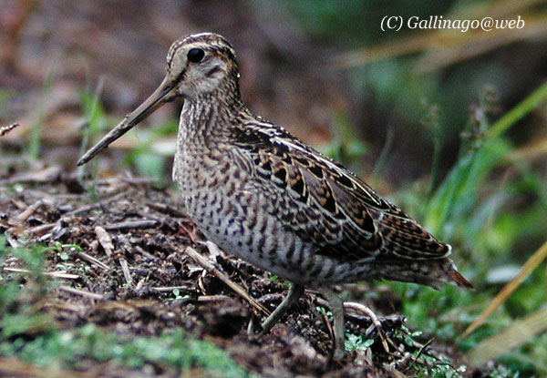 Pintail Snipe