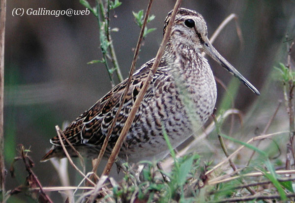 Pintail Snipe