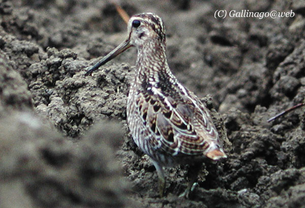 Pintail Snipe