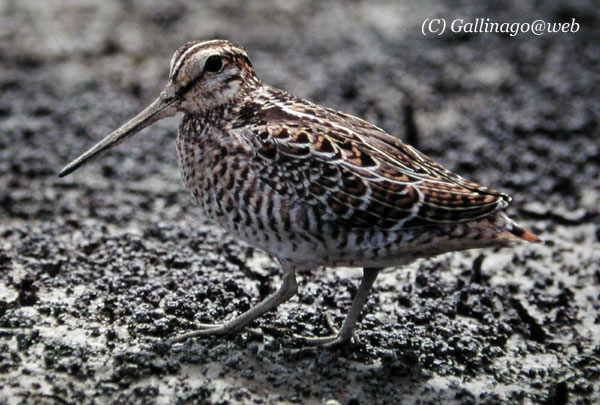 Pintail Snipe