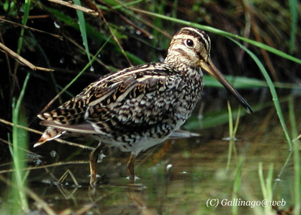 Pintail Snipe