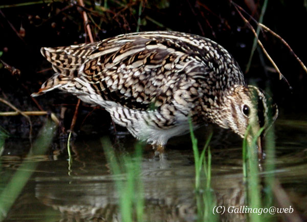 Pintail Snipe