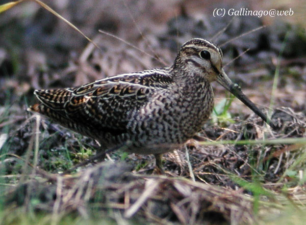 Pintail Snipe