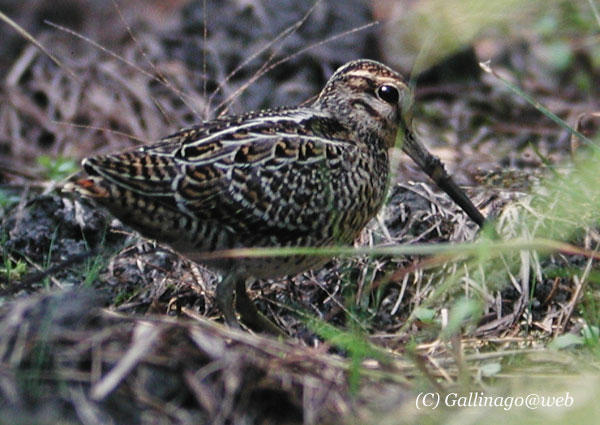 Pintail Snipe