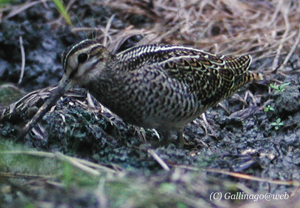 Pintail Snipe