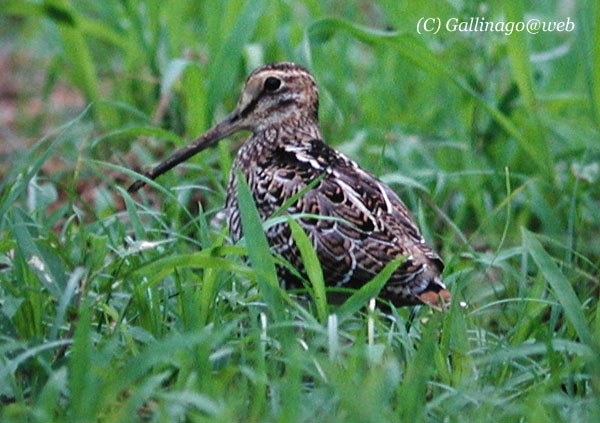 Pintail Snipe