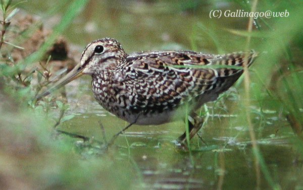 Pintail Snipe