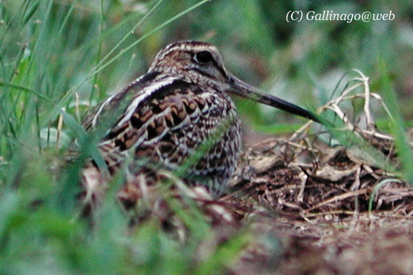 Pintail Snipe