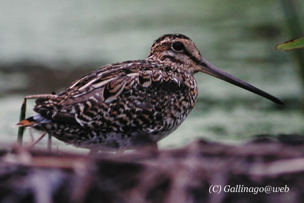 Pintail Snipe